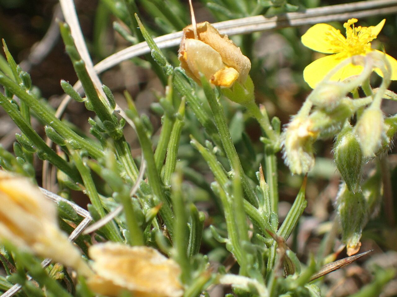 Genista lobelii bark