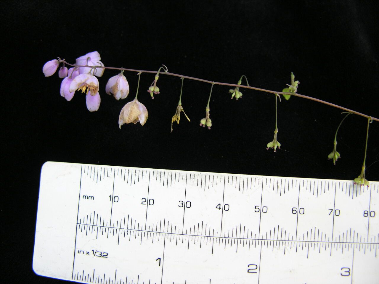 Thalictrum chelidonii other