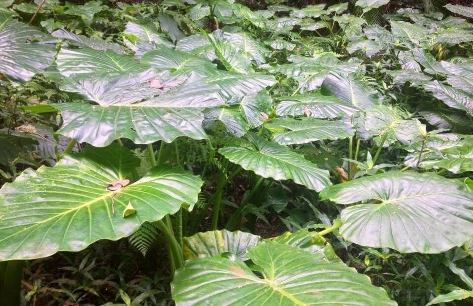 Alocasia brisbanensis leaf