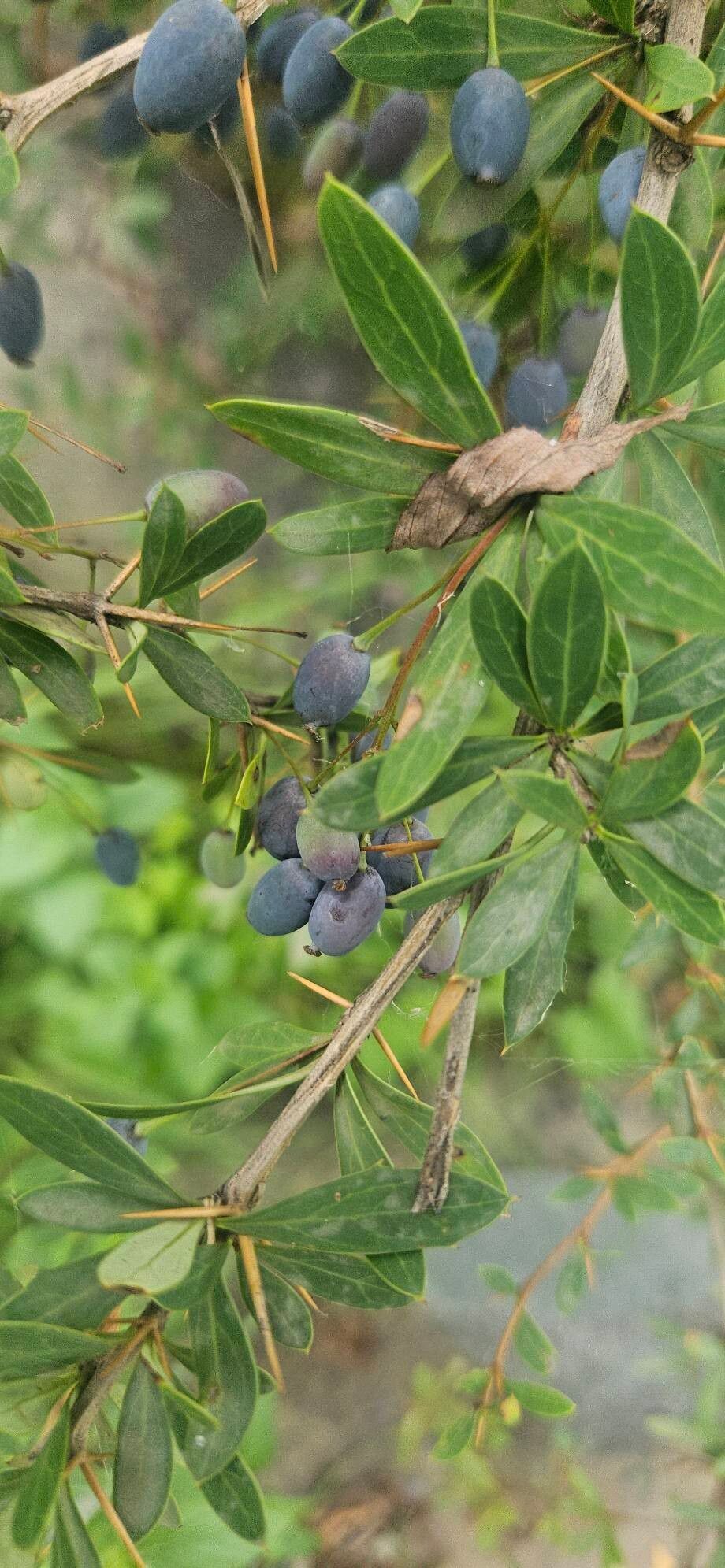 Berberis lycium fruit