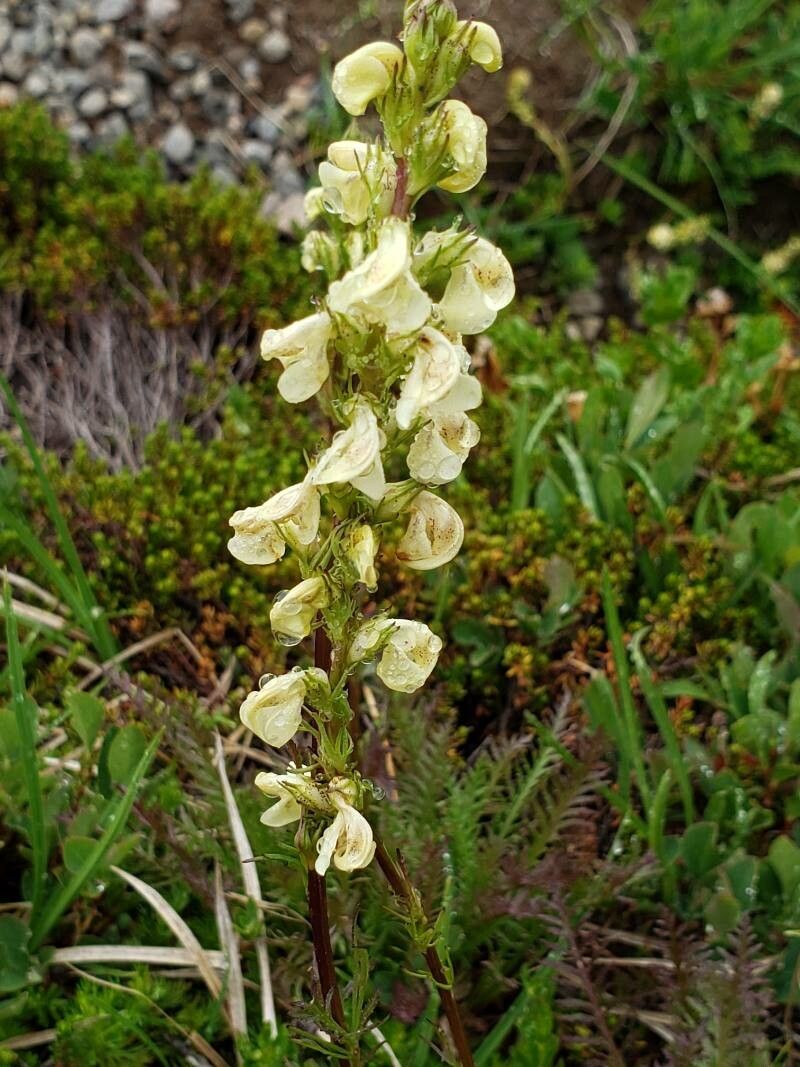 Pedicularis contorta — search result for 'Pedicularis'