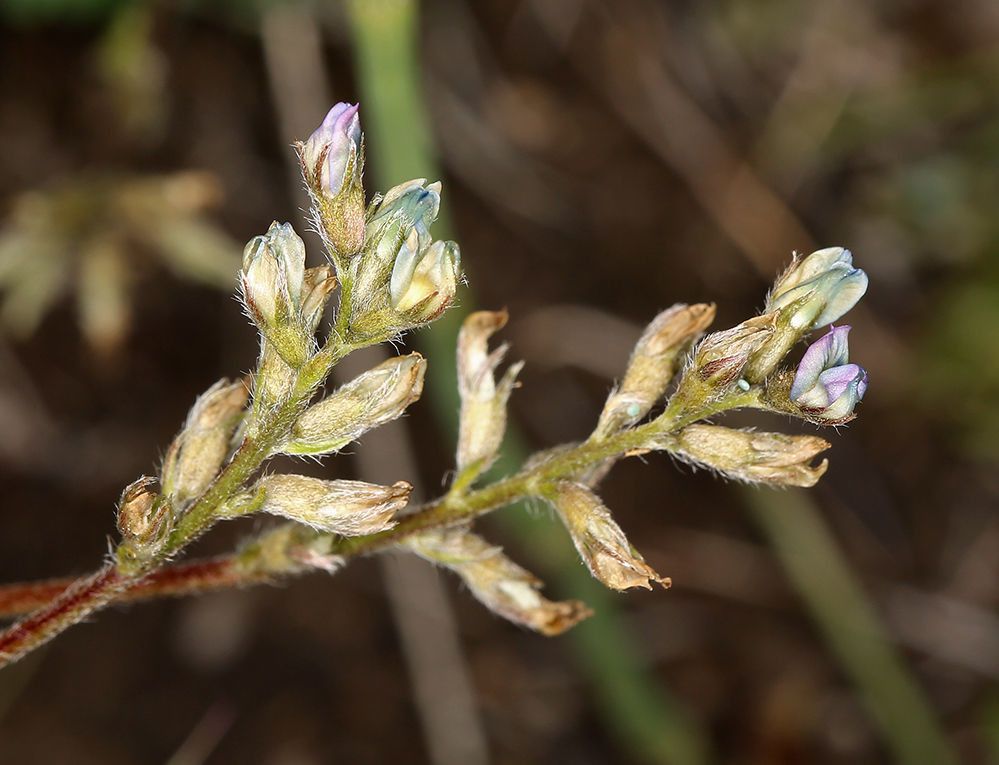 Oxytropis deflexa flower