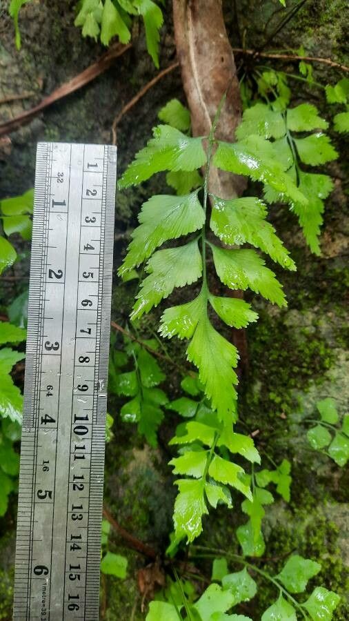 Asplenium polyodon — search result for 'Aspleniaceae'