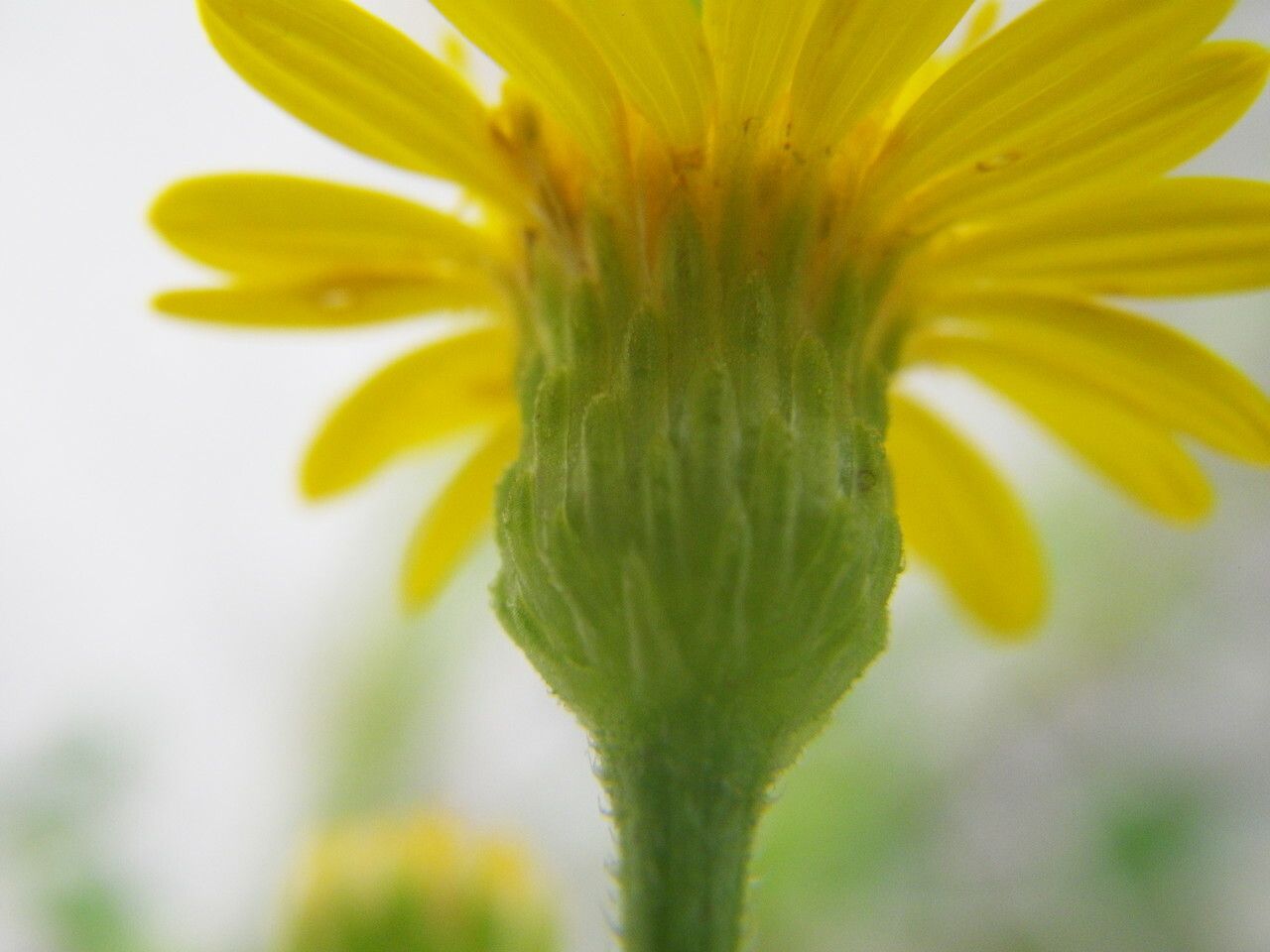Heterotheca subaxillaris flower