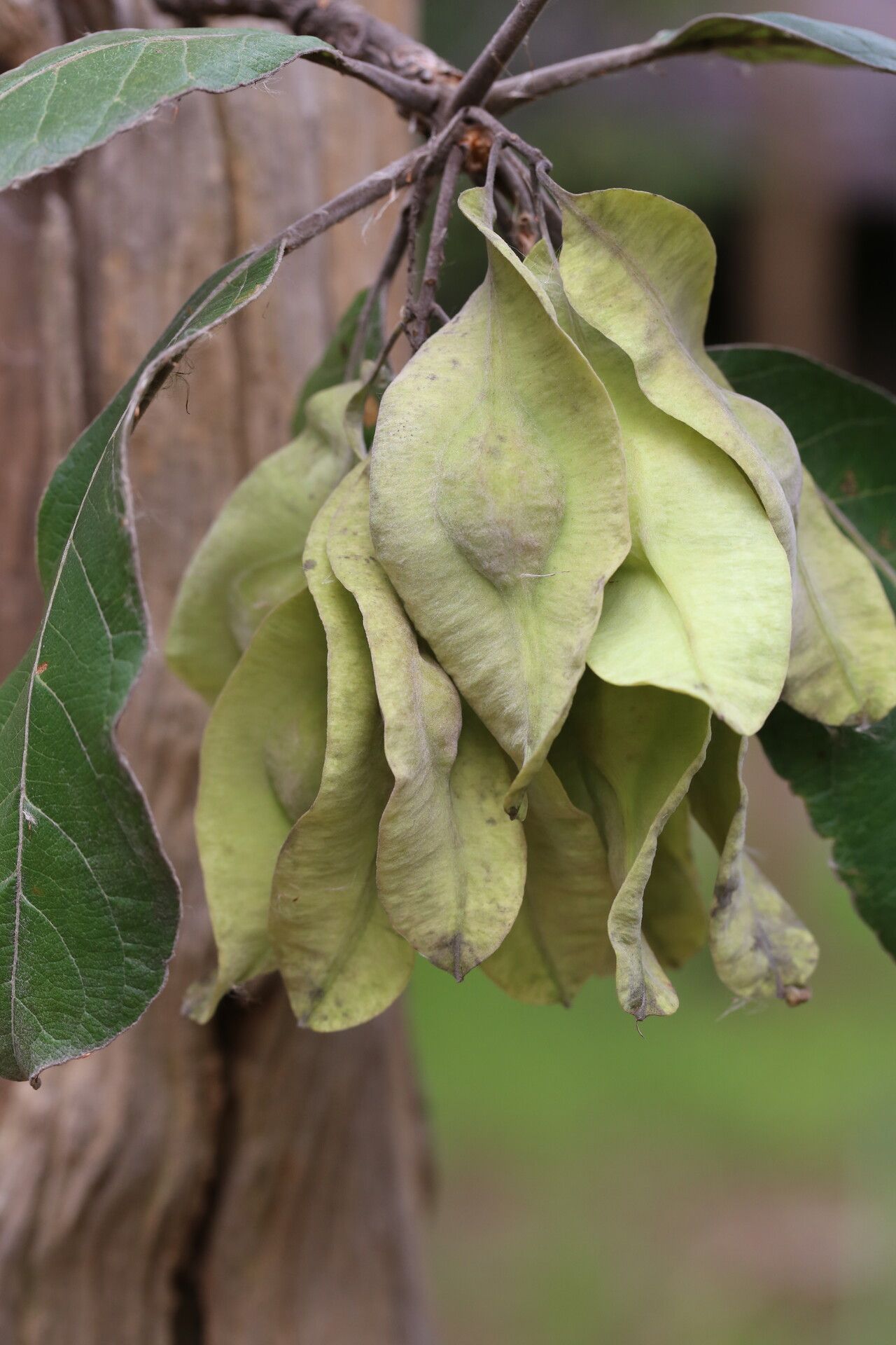 Terminalia mollis fruit
