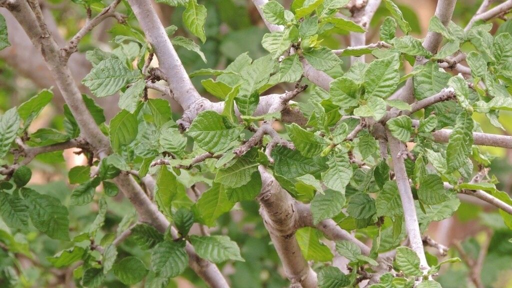 Gardenia resiniflua — search result for 'Gardenia'