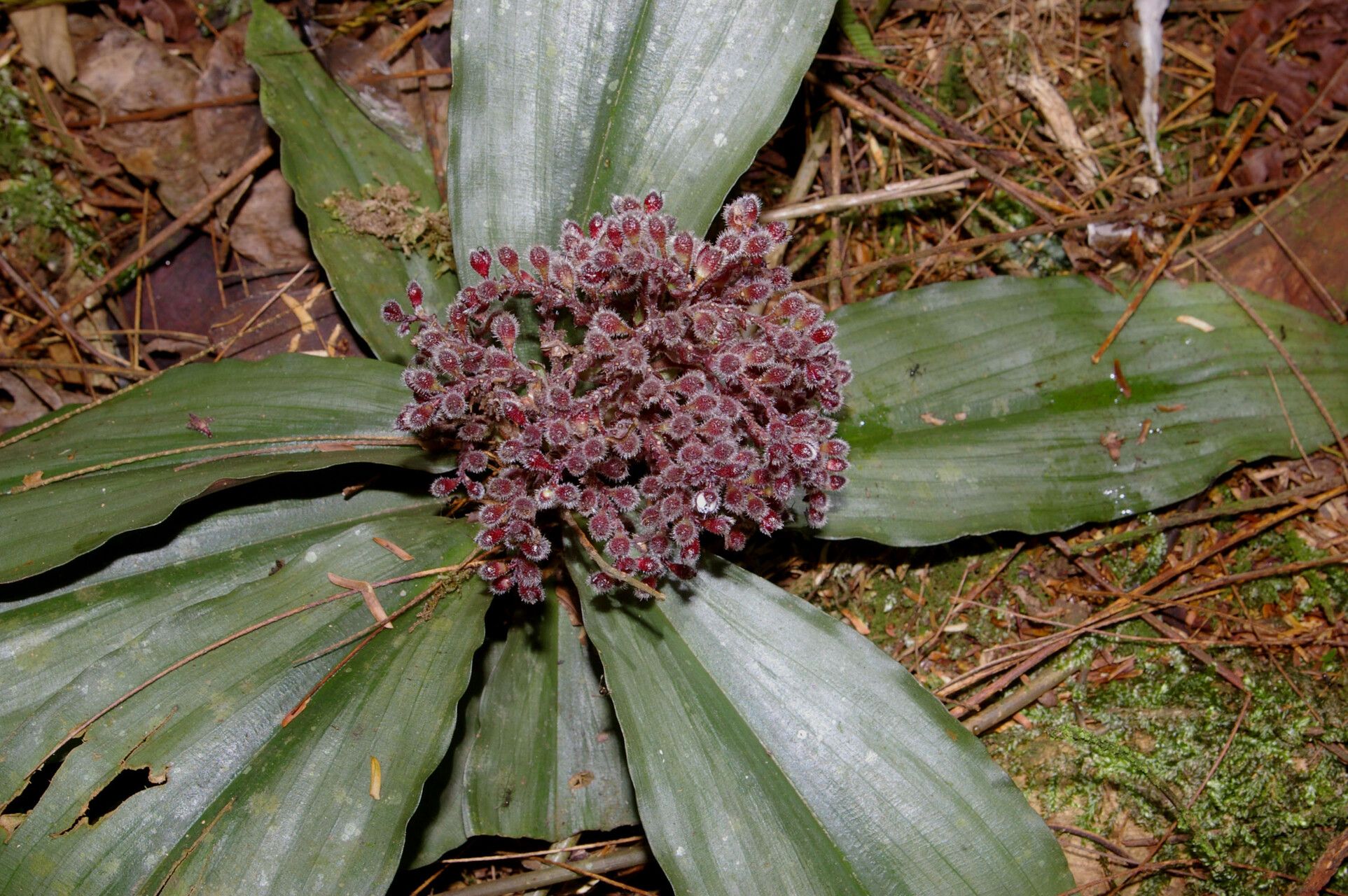 Floscopa robusta — houseplant care guide