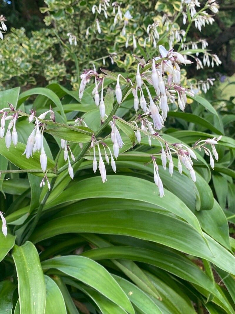 Arthropodium cirrhatum flower