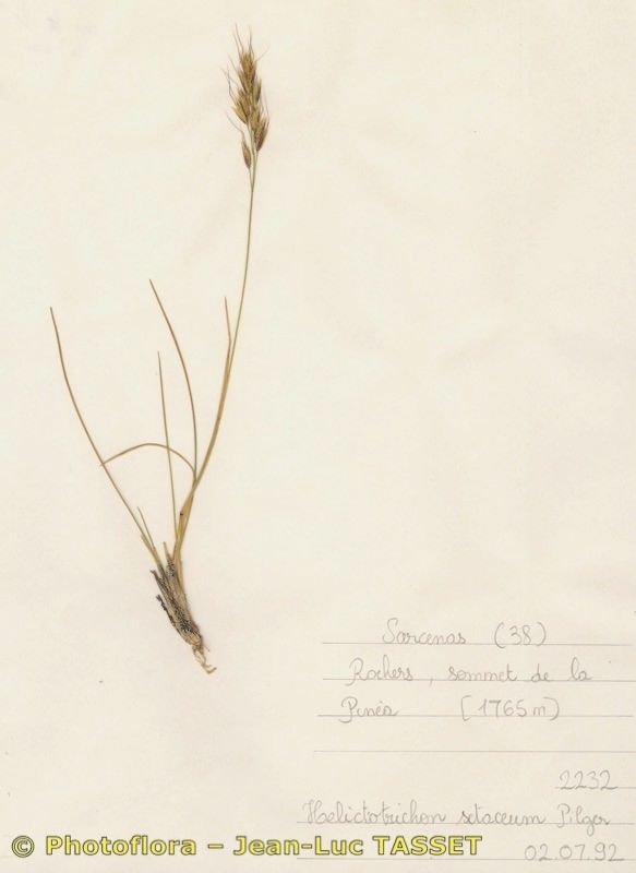 Helictotrichon setaceum — search result for 'Helictotrichon'
