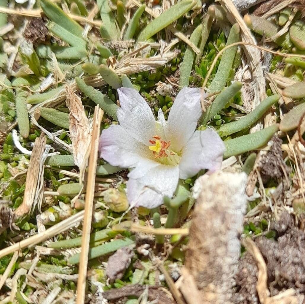 Calandrinia compacta — houseplant care guide