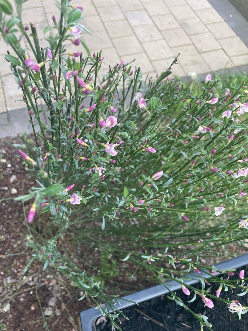 Chamaecytisus purpureus leaf
