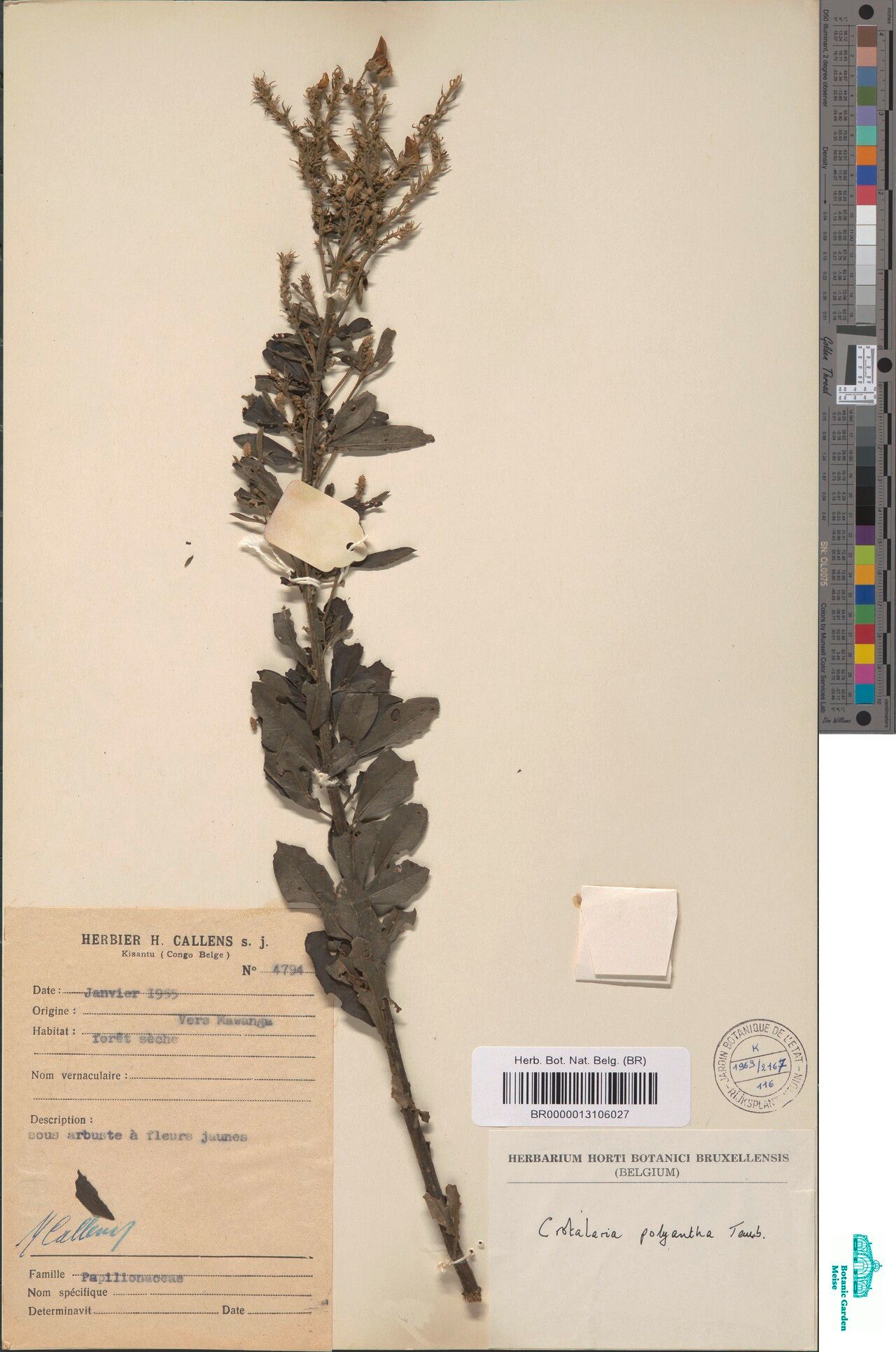 Crotalaria polyantha — houseplant care guide