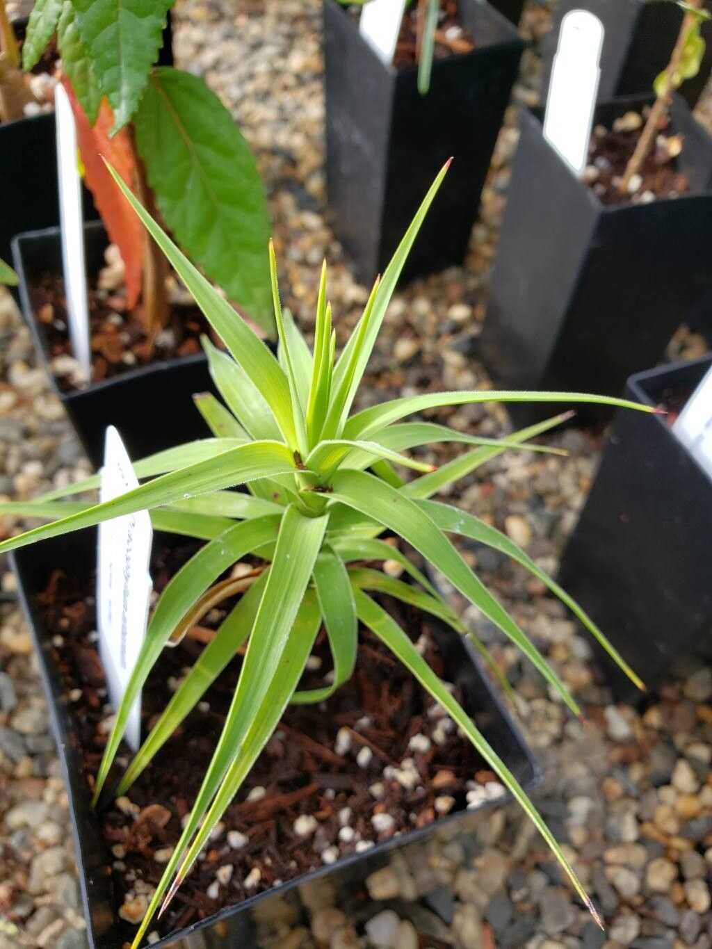 Dracophyllum arboreum — related species from the same genus