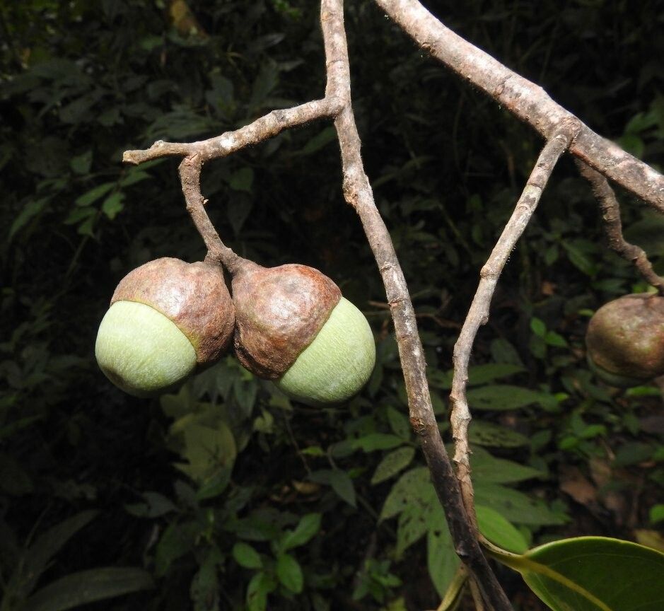 Ocotea aciphylla fruit