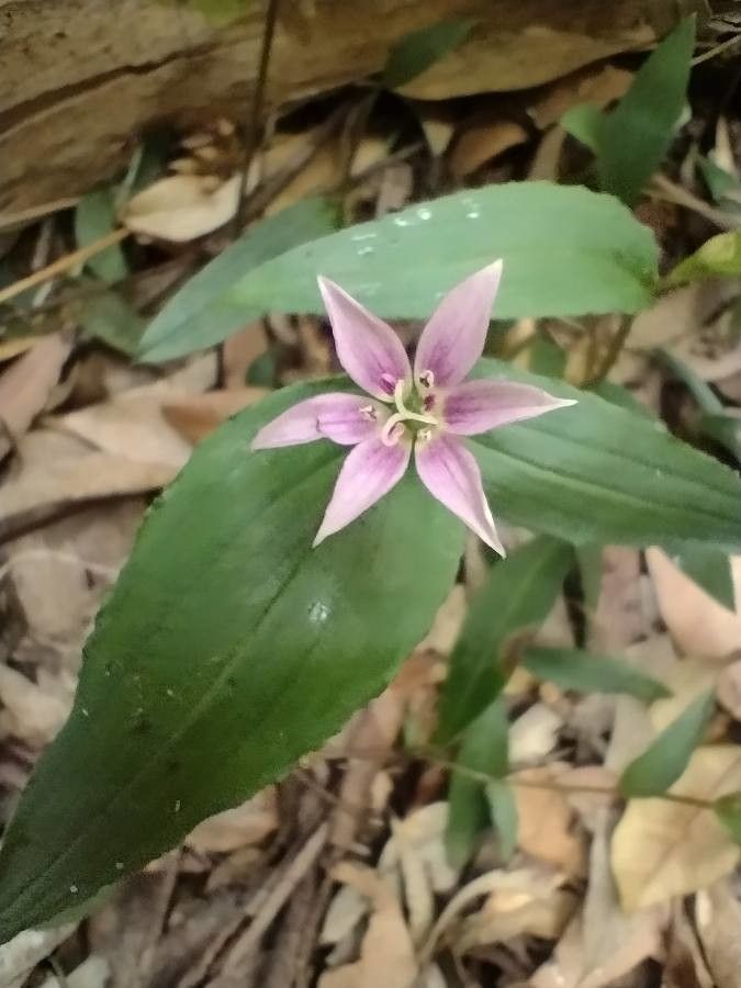 Schelhammera undulata — houseplant care guide