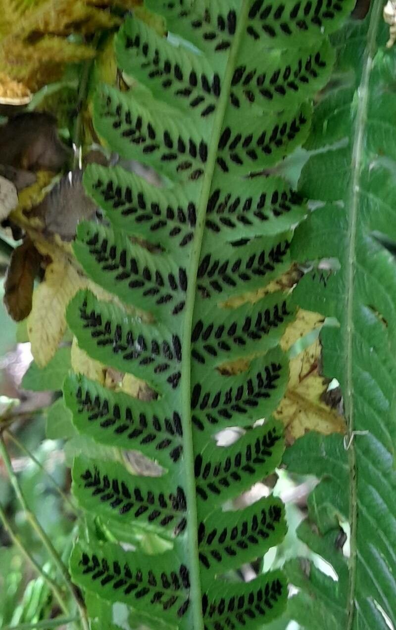 Diplazium pectinatum fruit