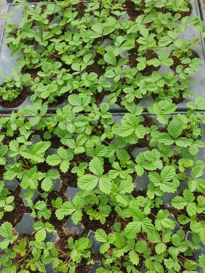 Duchesnea chrysantha