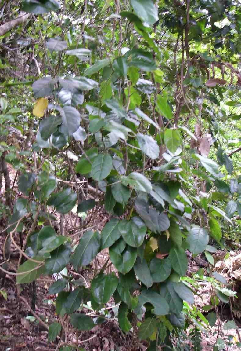 Leichhardtia dognyensis habit