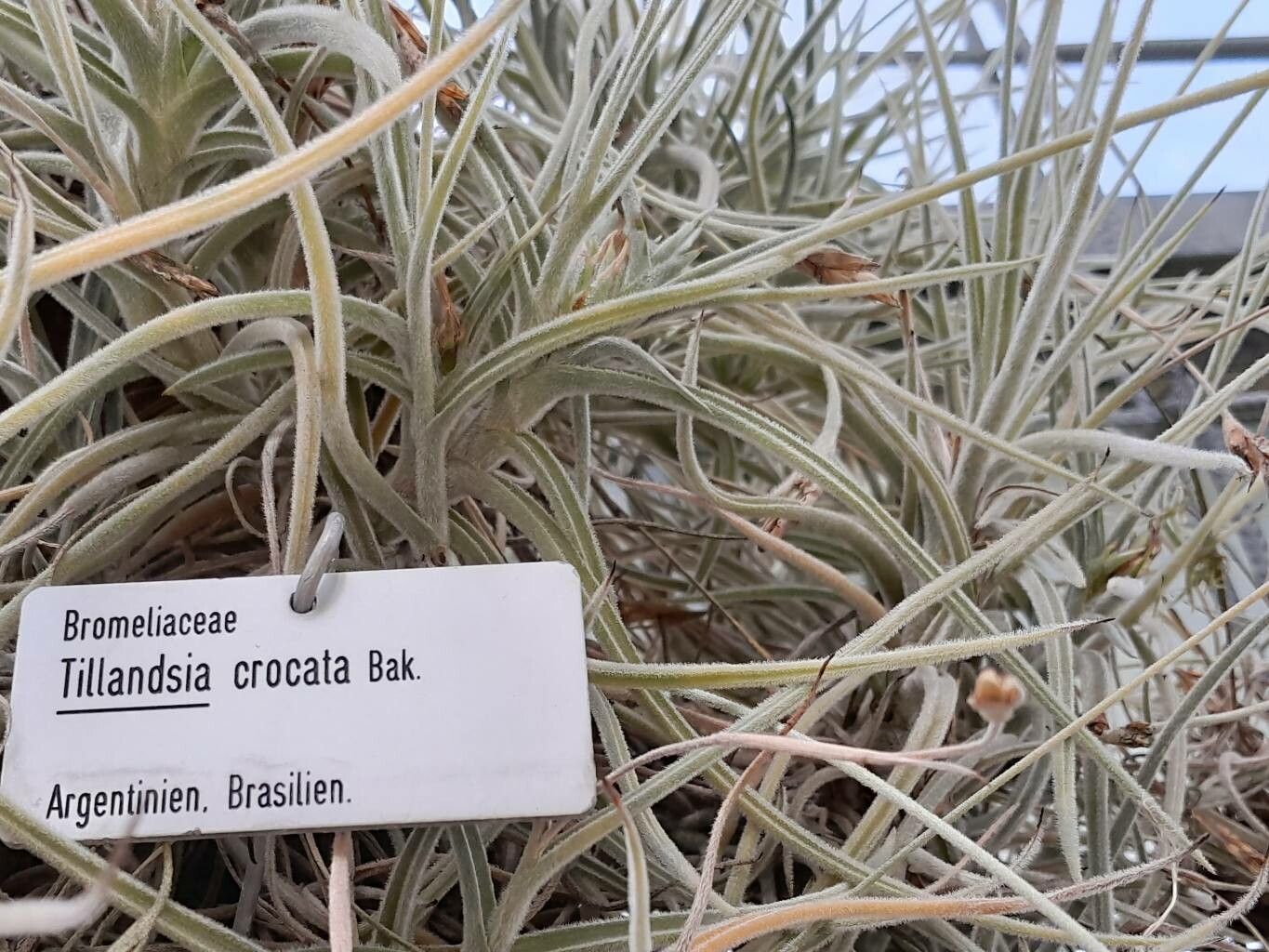 Tillandsia crocata — houseplant care guide