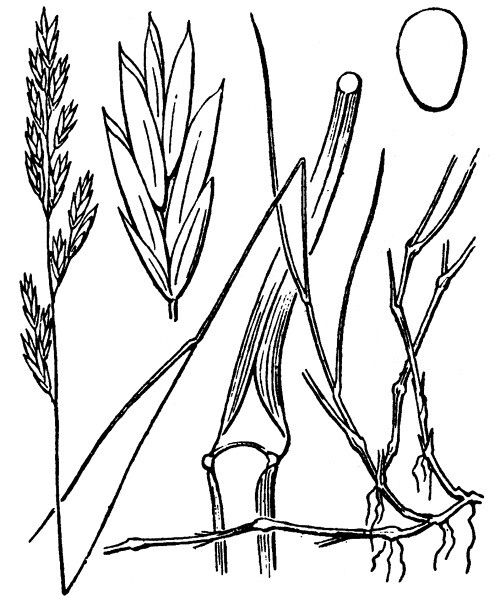 Festuca pyrenaica — houseplant care guide