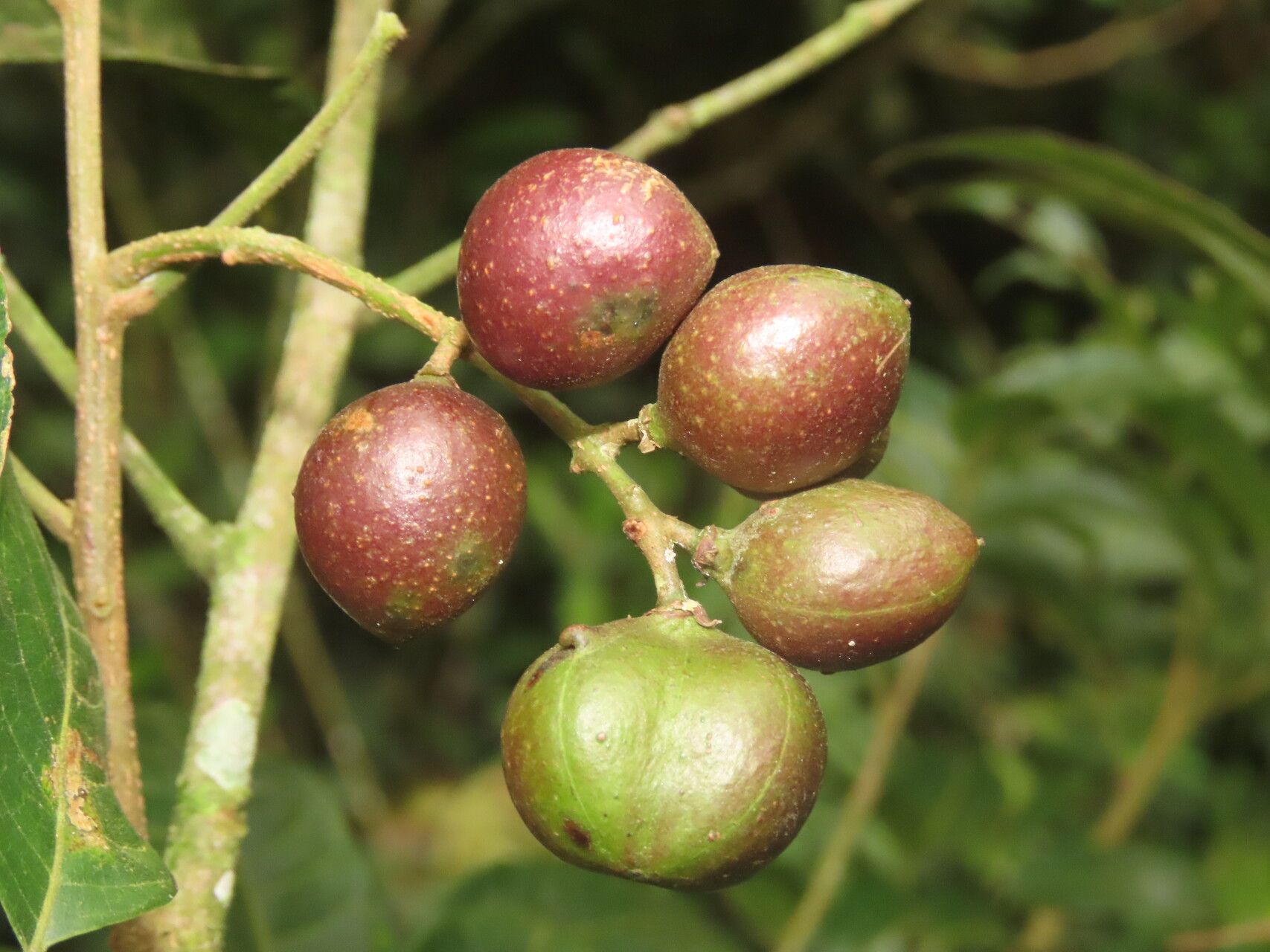 Protium brenesii fruit