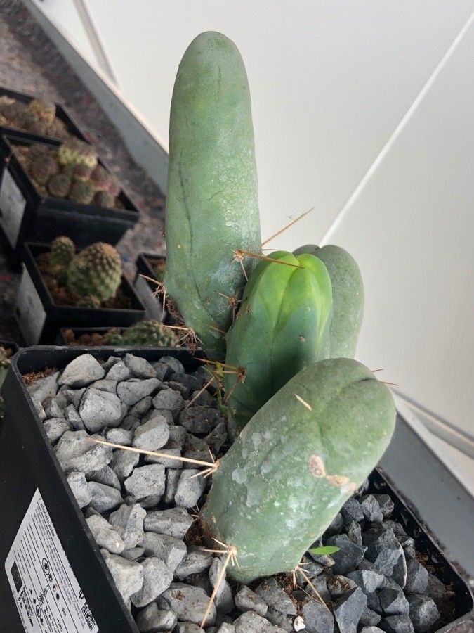 Echinopsis bridgesii — search result for 'Echinopsis'