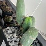 Echinopsis bridgesii