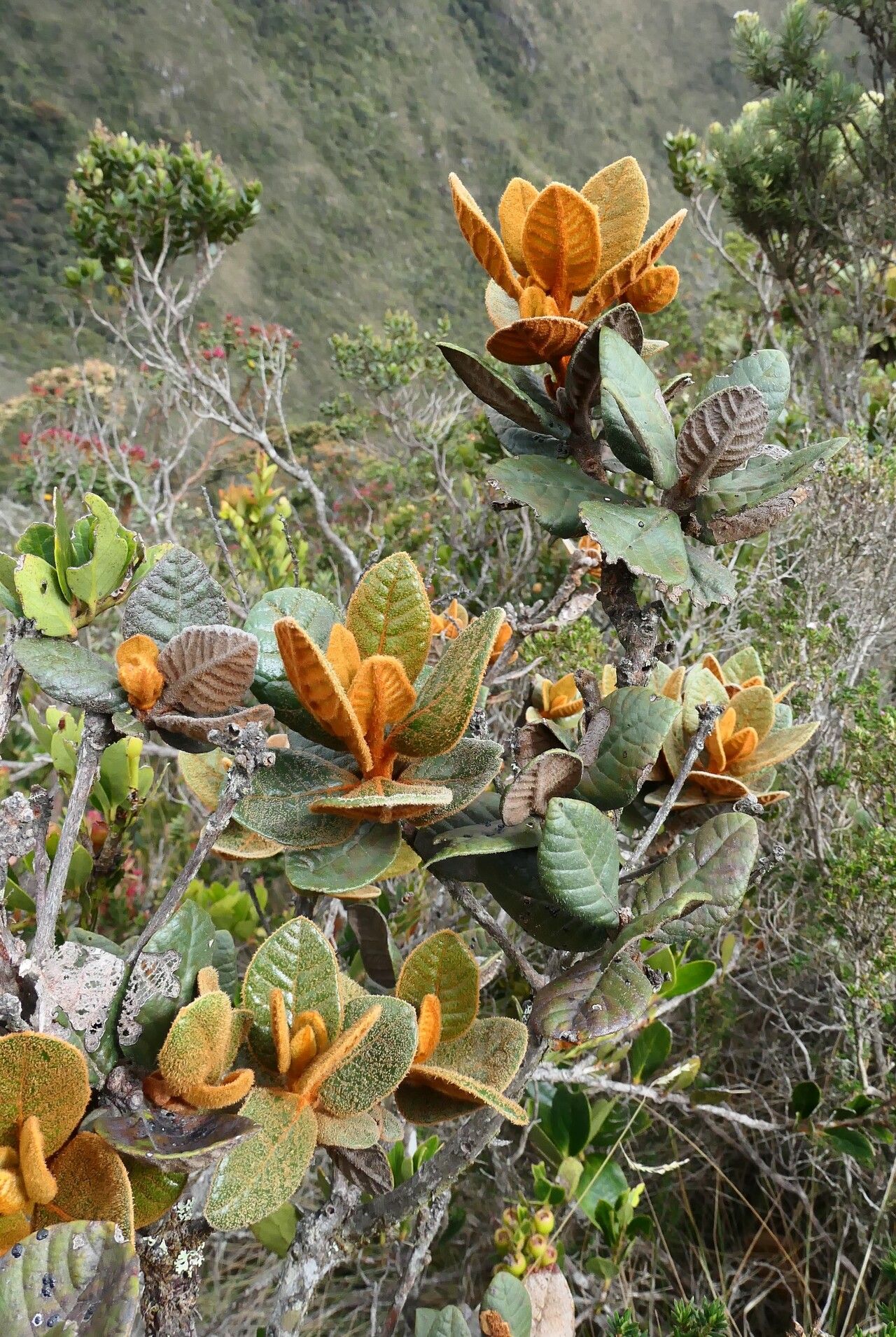 Clethra fimbriata habit