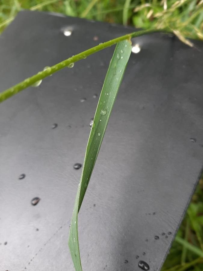 Piptatherum caerulescens