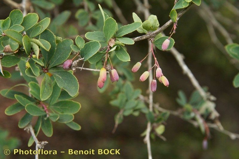 Berberis maderensis other