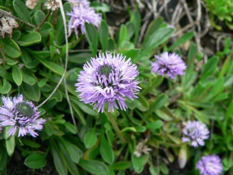 Globularia fuxeensis flower