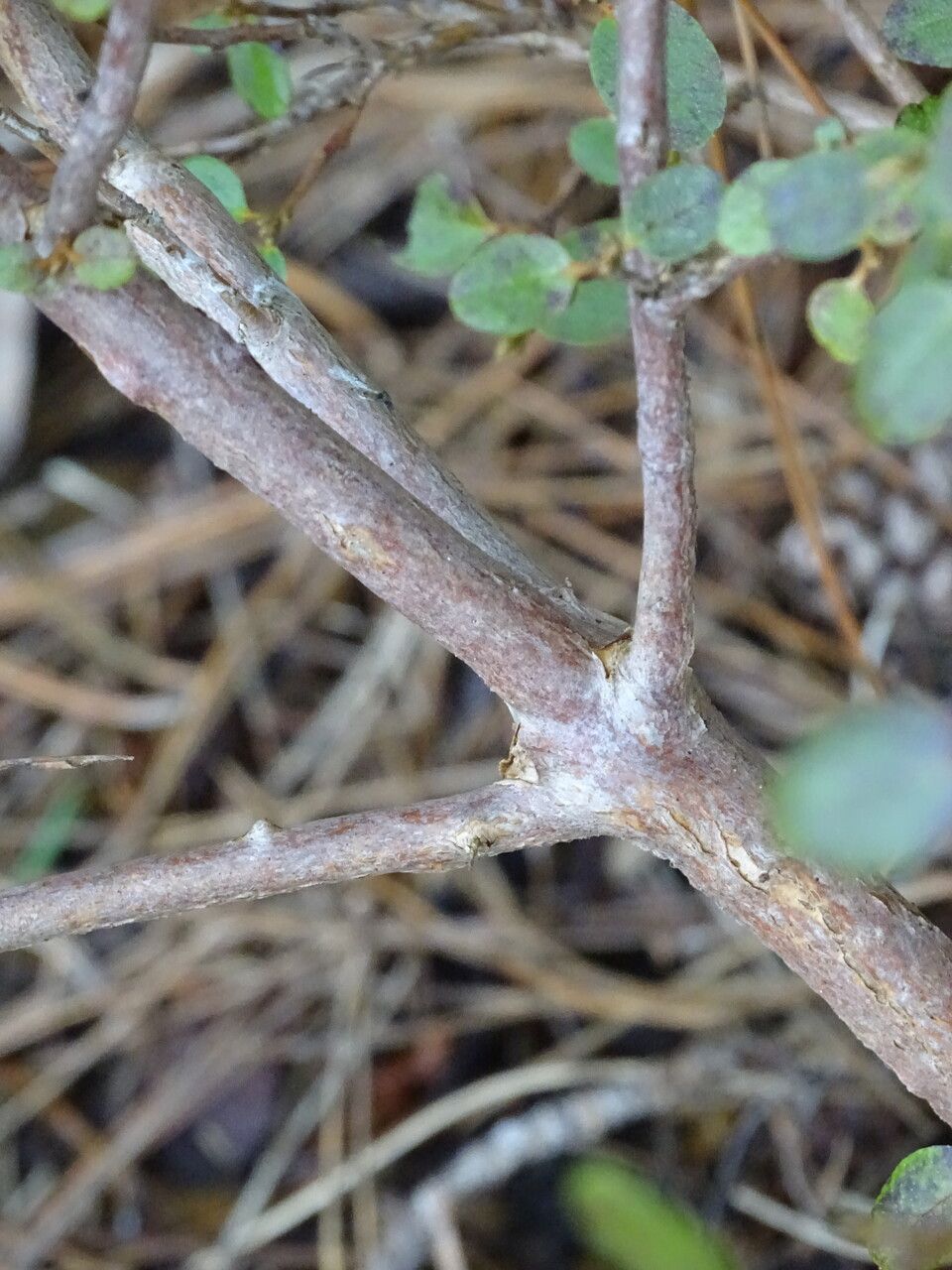 Rhododendron dauricum bark
