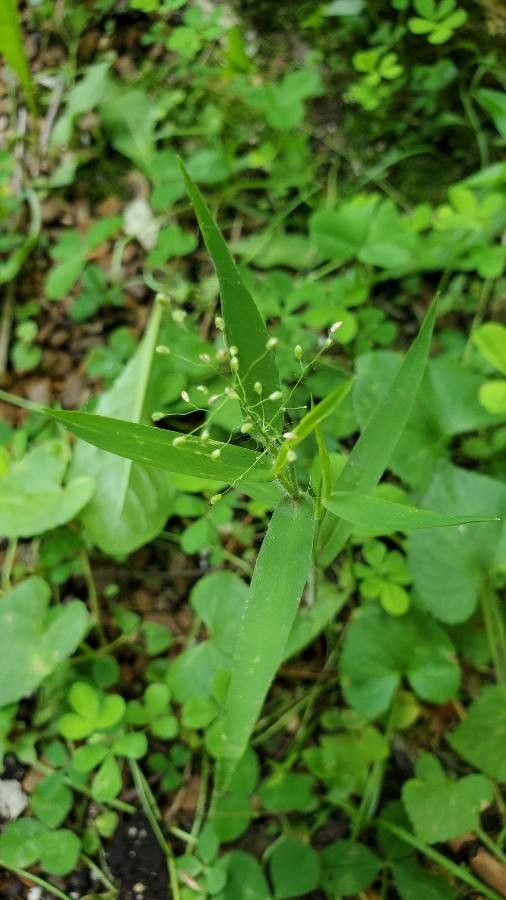 Dichanthelium oligosanthes flower