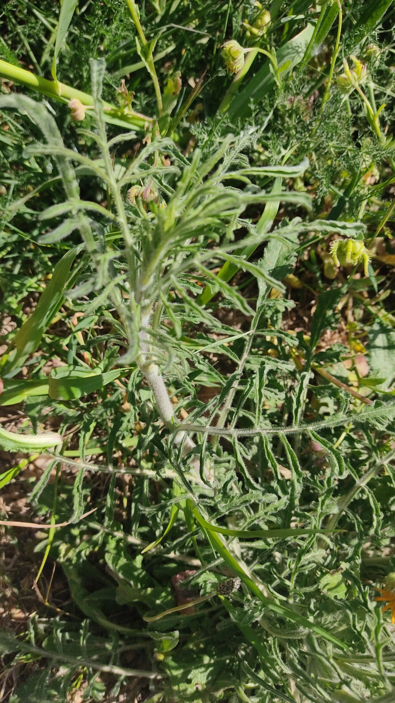 Lomelosia argentea — related species from the same genus