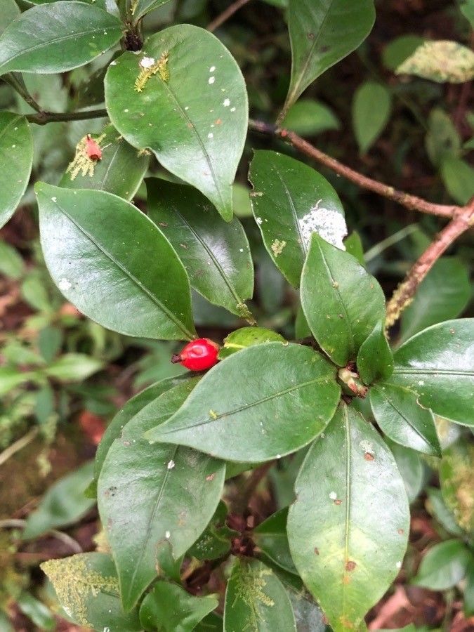 Psychotria chagrensis fruit