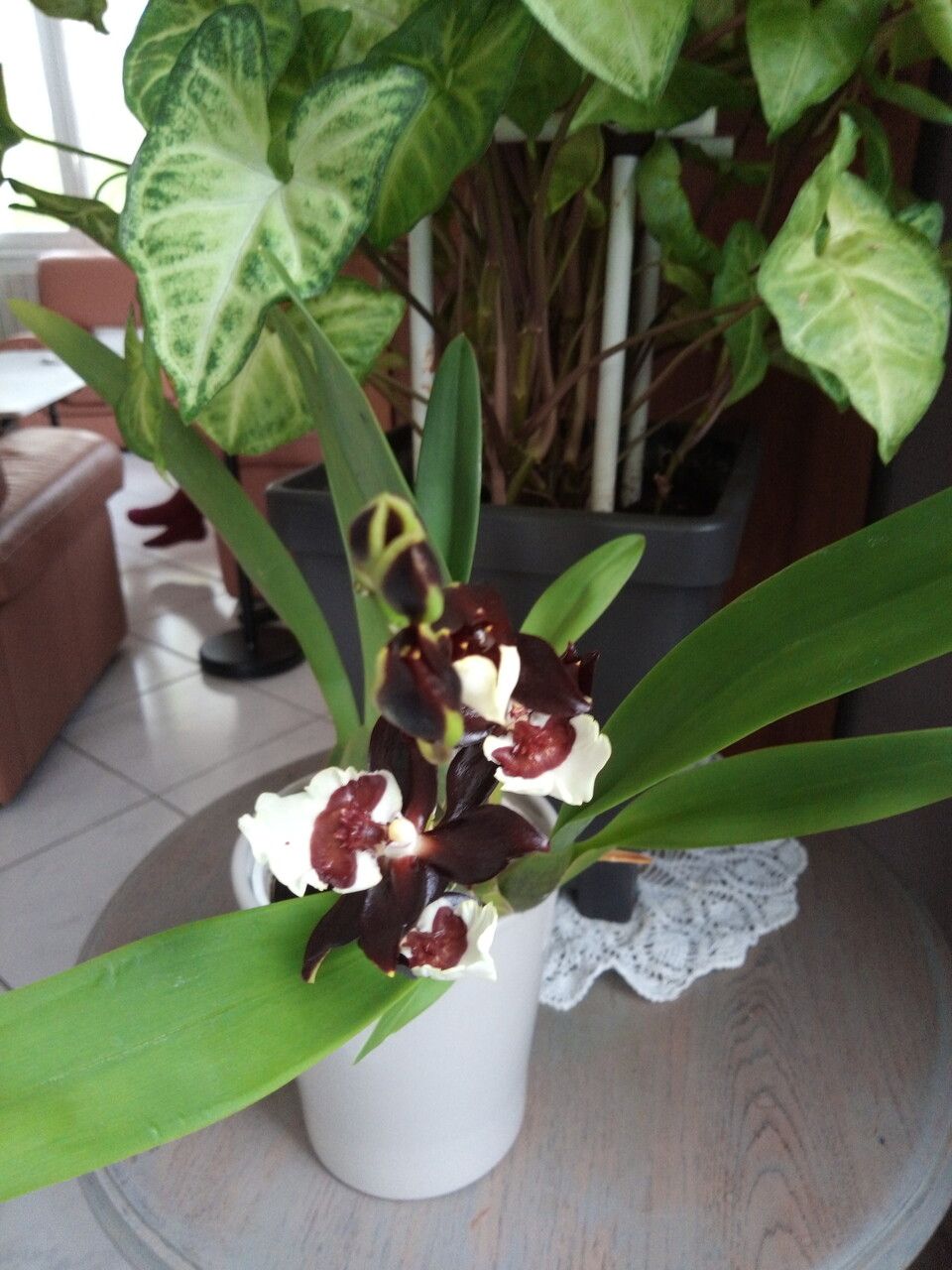 Dendrobium virotii leaf