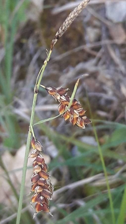 Carex limosa — houseplant care guide