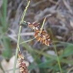 Carex limosa