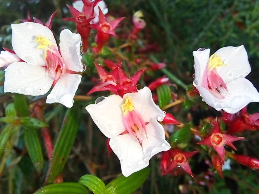 Monochaetum floribundum flower