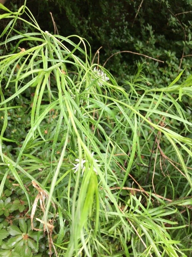 Amsonia ciliata leaf
