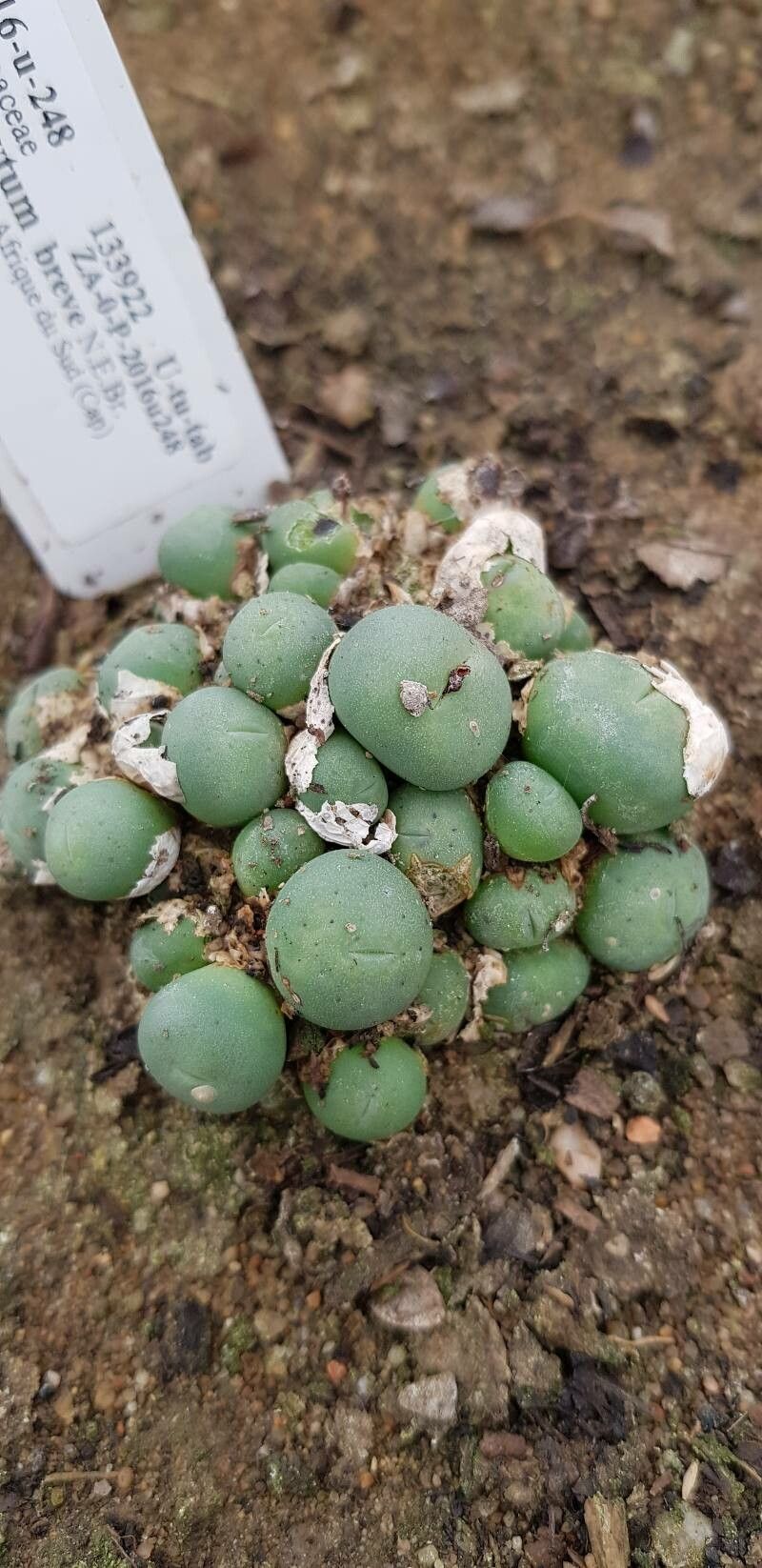 Conophytum breve — houseplant care guide