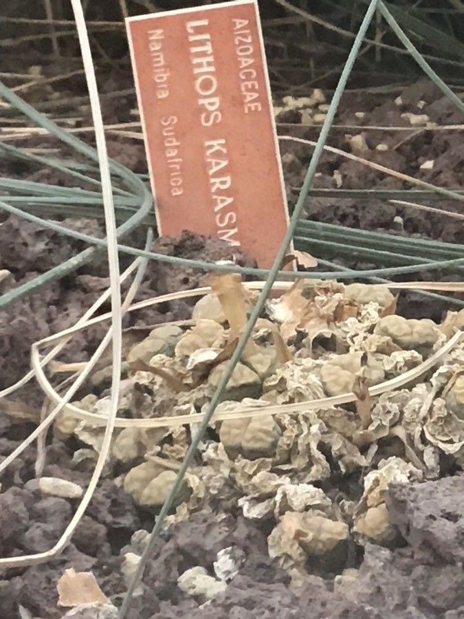 Lithops karasmontana — search result for 'Namibia'