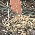 Lithops karasmontana