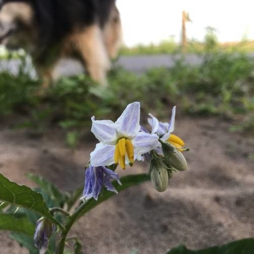 Solanum dimidiatum flower