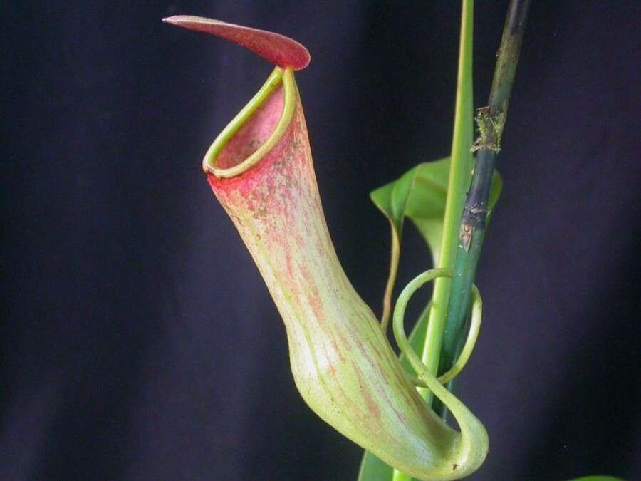 Nepenthes × neglecta flower