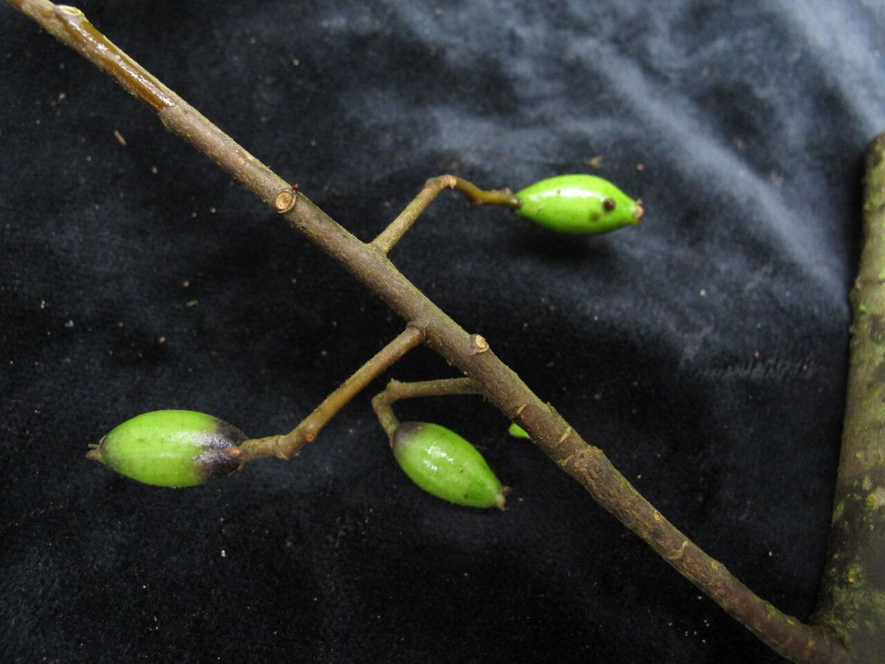 Symplocos ramosissima habit