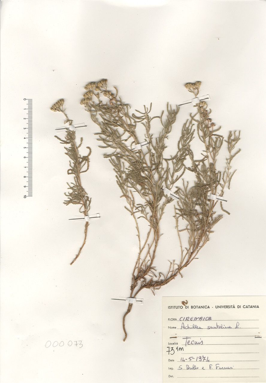 Achillea santolina — search result for 'Jordan'