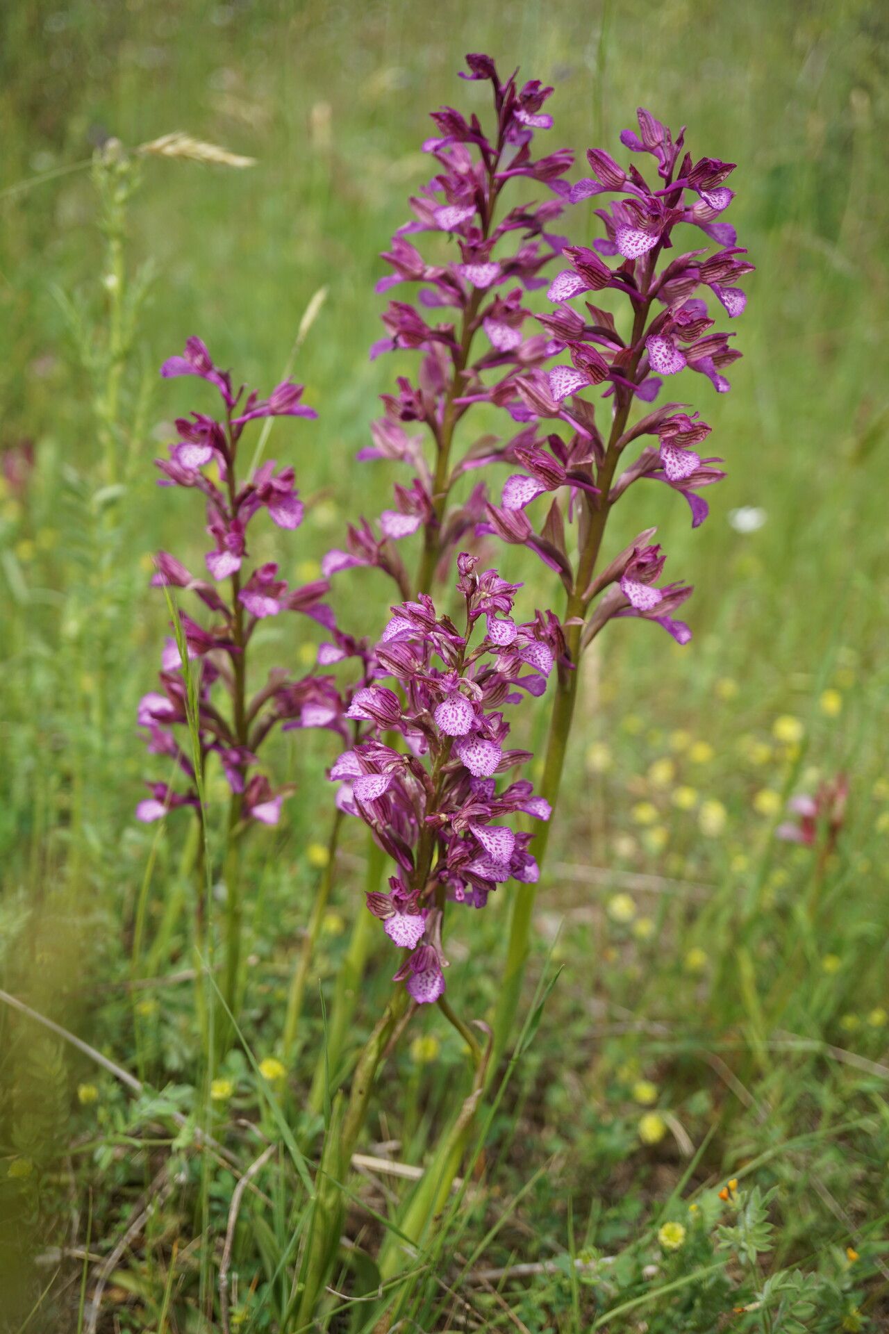 Anacamptis × nicodemi habit