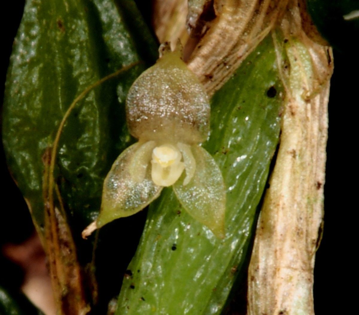 Bulbophyllum absconditum fruit