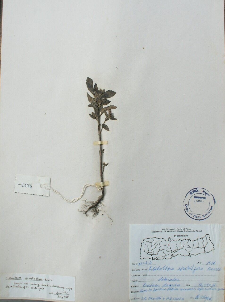 Elsholtzia eriostachya other